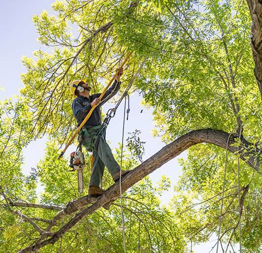 Tree pruning near Knoxville, Tennessee