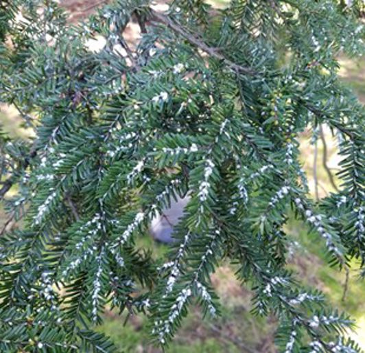 Disease management in Trees in Knoxville, Tennessee