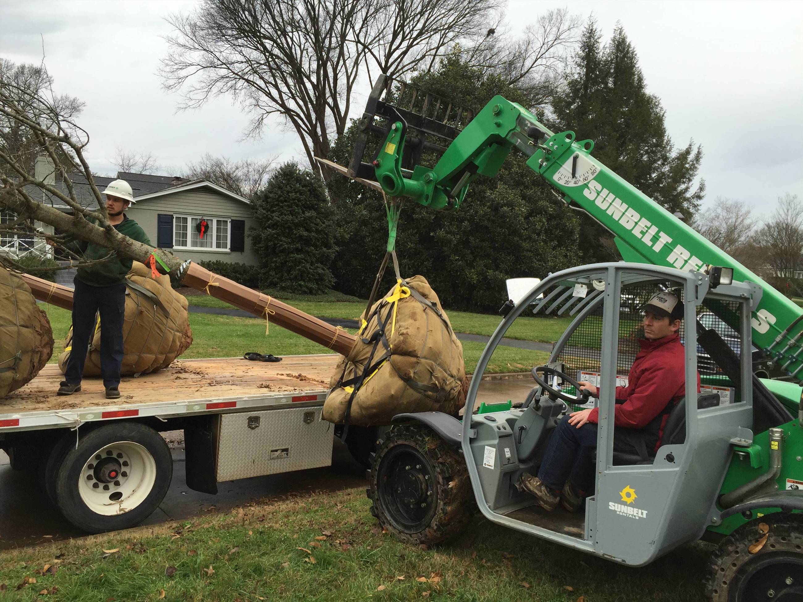 Commercial Tree Services for Professional Tree Planting