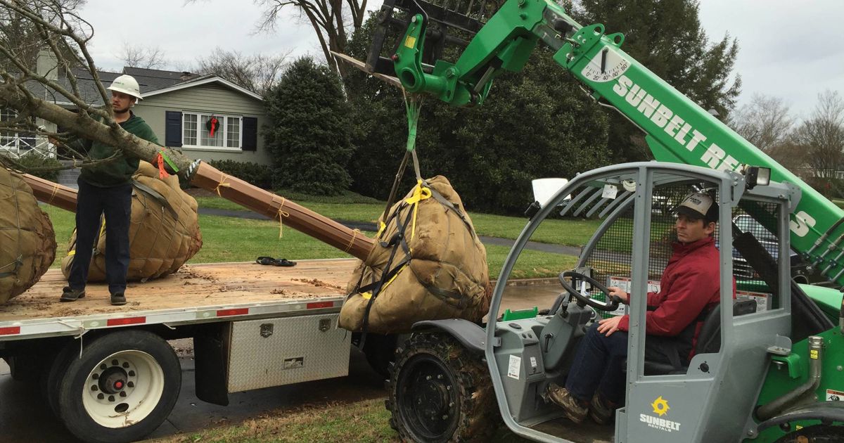 Tree Leasing Commercial Tree Services for Professional Tree Planting