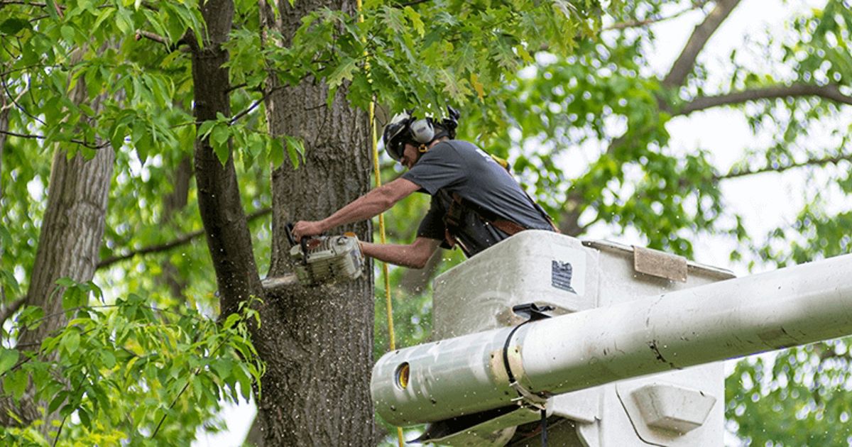 tree service near me