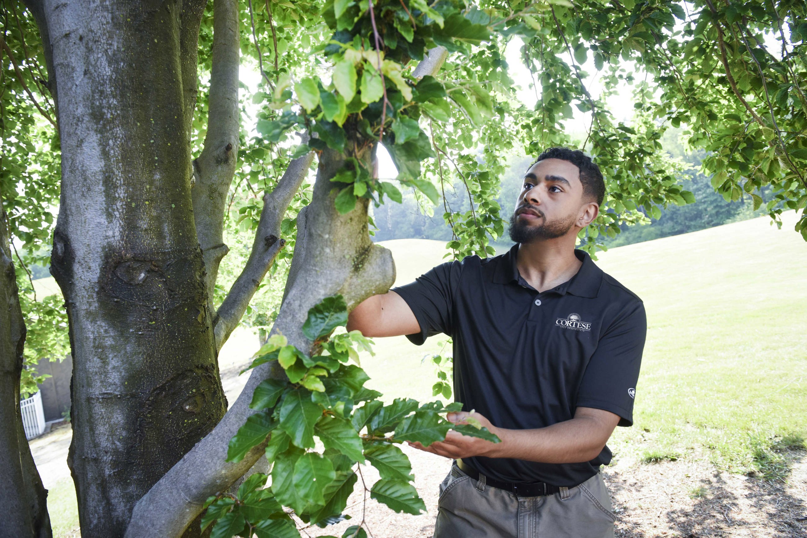 Tree Specialists near Knoxville, Tennessee 