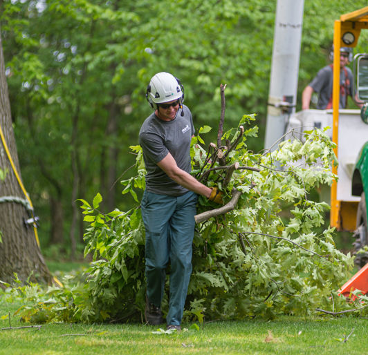 Removing Tree