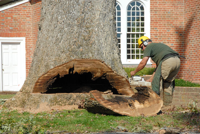 Mydavey An Old Oak 2