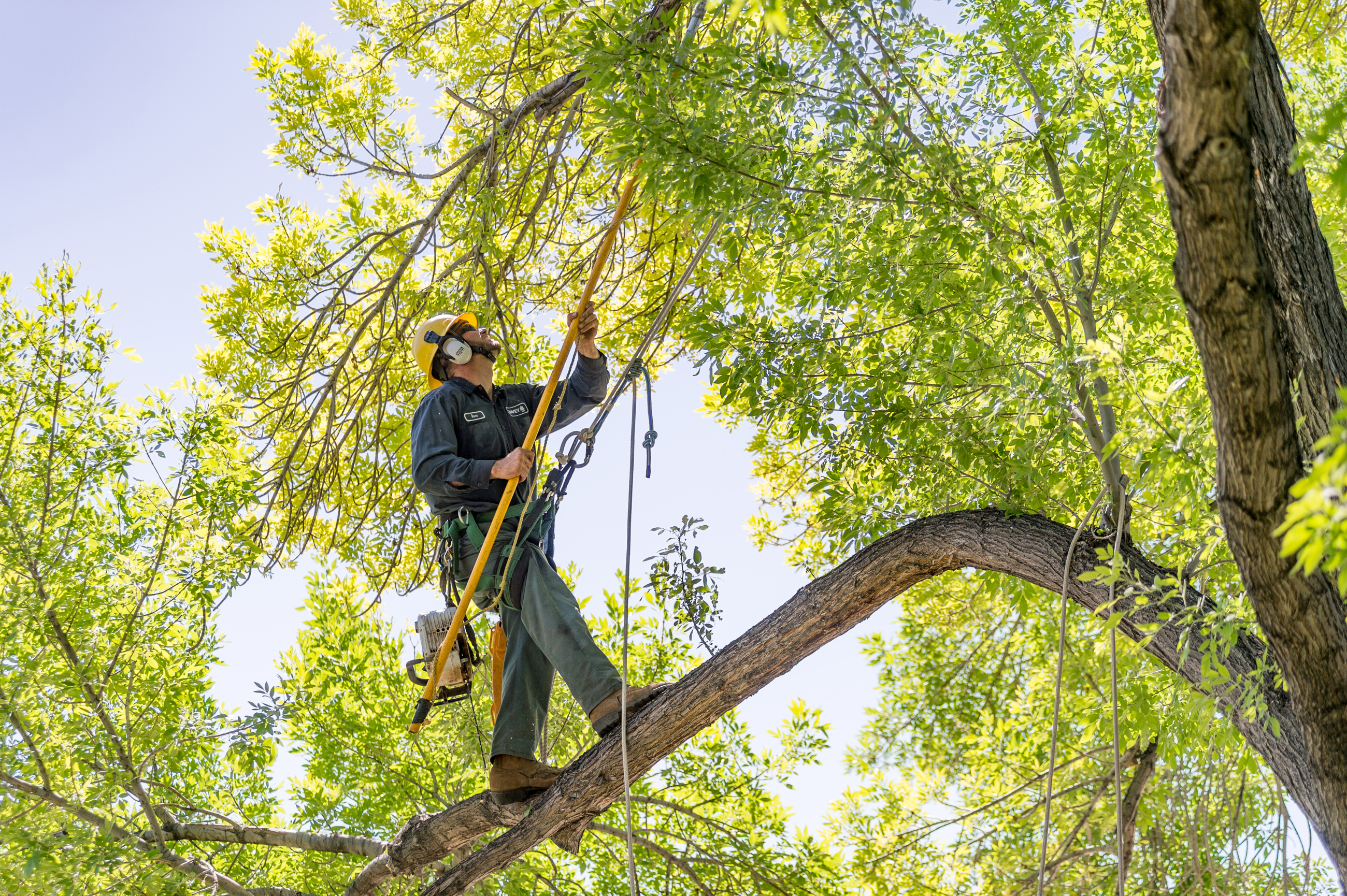 Commercial Tree Pruning