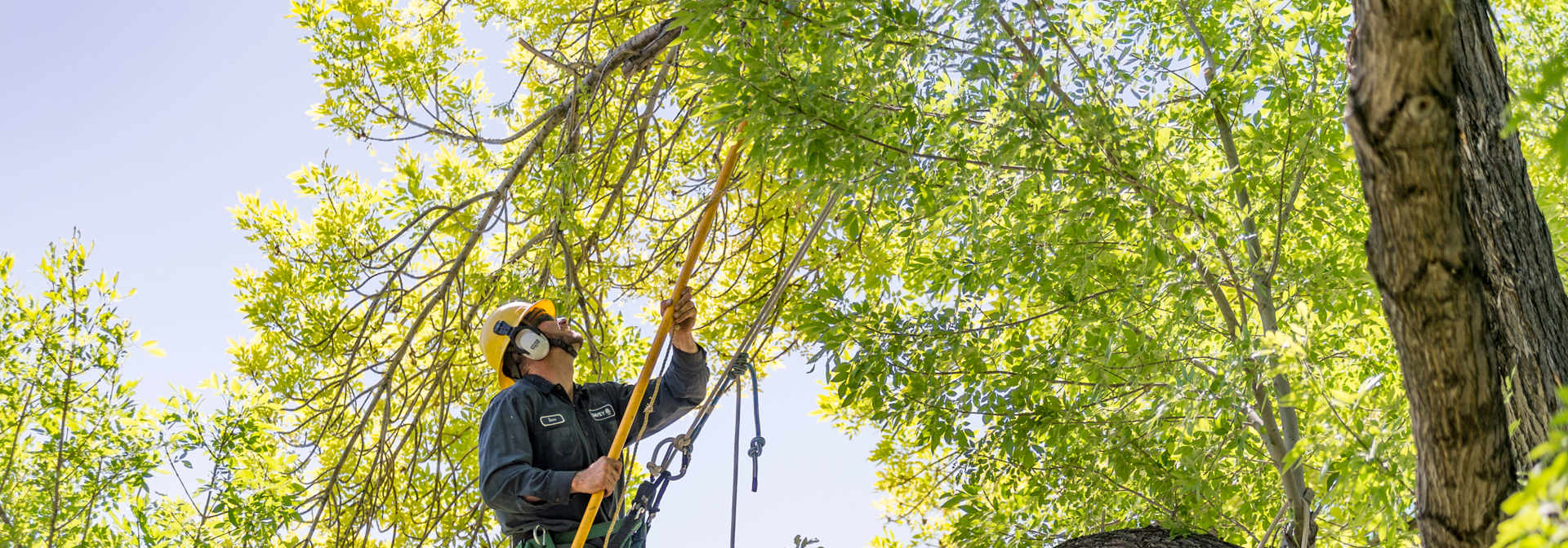 Commercial Tree Pruning