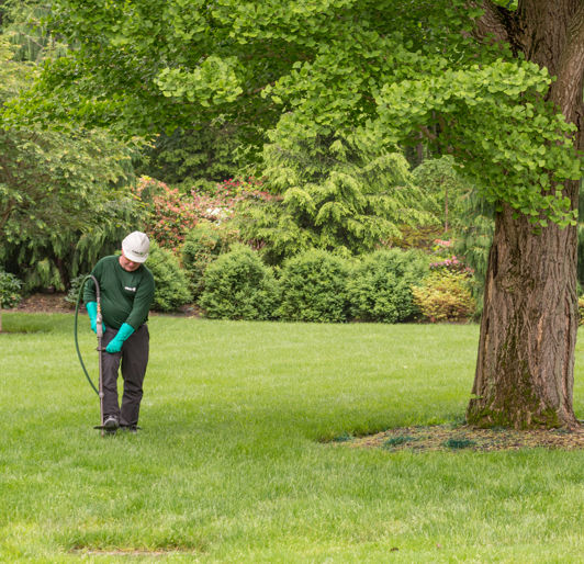 Tree Fertilization near Knoxville, Tennessee